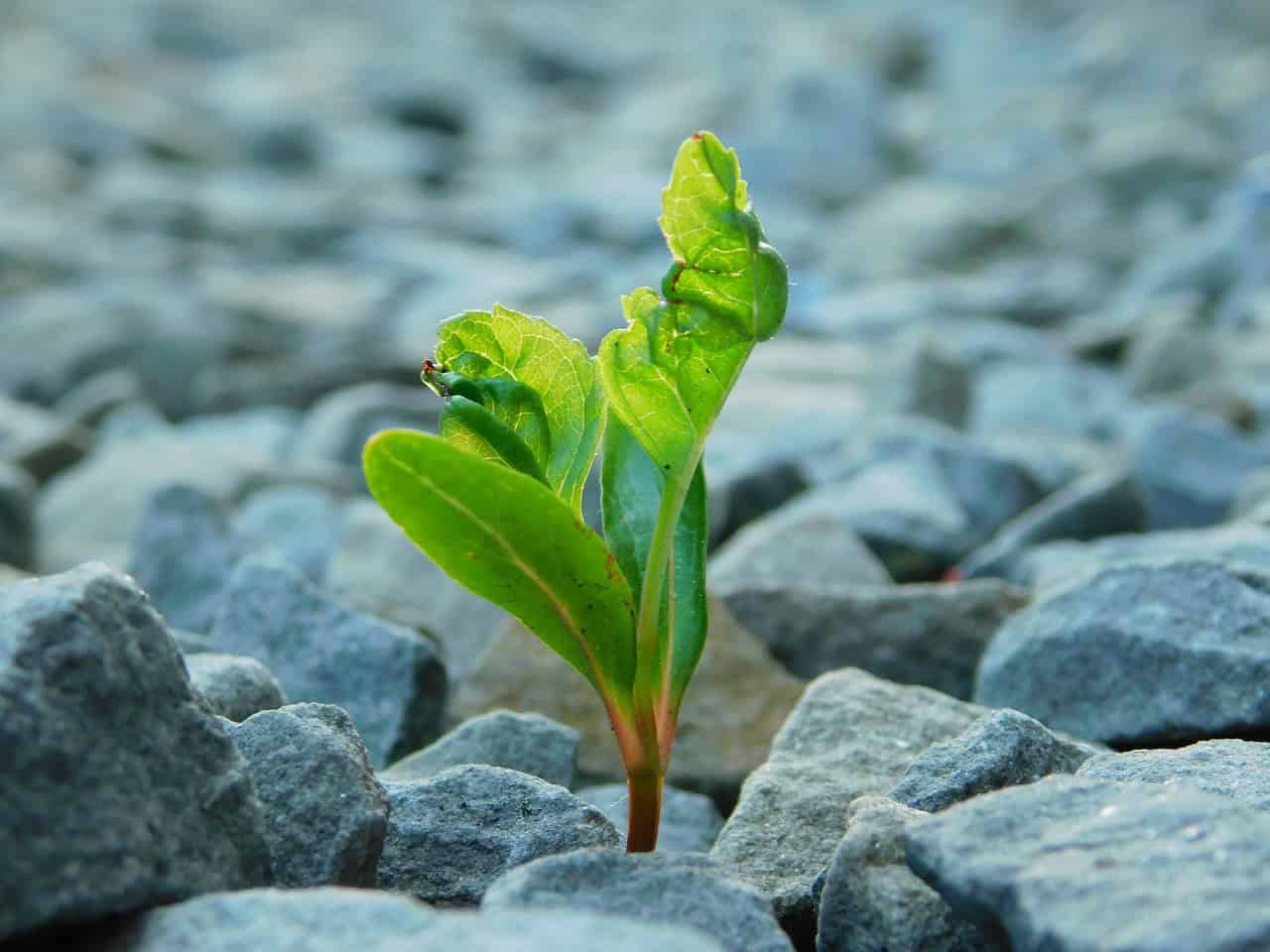 نبتة خضراء صغيرة تنمو بين الصخور، ترمز إلى بناء القوة النفسية والمرونة رغم الصعوبات.